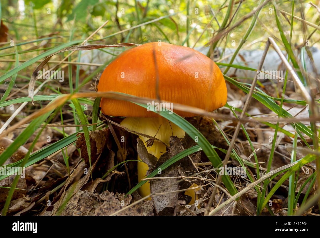 Primo piano dei funghi di Amanita Caesarea (funghi di Cesare) sullo sfondo naturale della foresta. È un fungo commestibile. Foto Stock