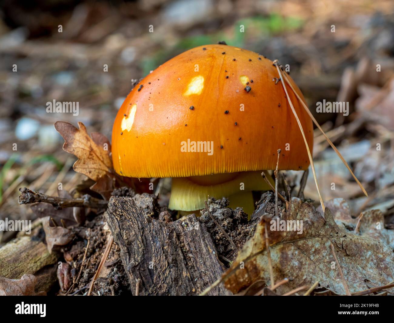 Primo piano dei funghi di Amanita Caesarea (funghi di Cesare) sullo sfondo naturale della foresta. È un fungo commestibile. Foto Stock