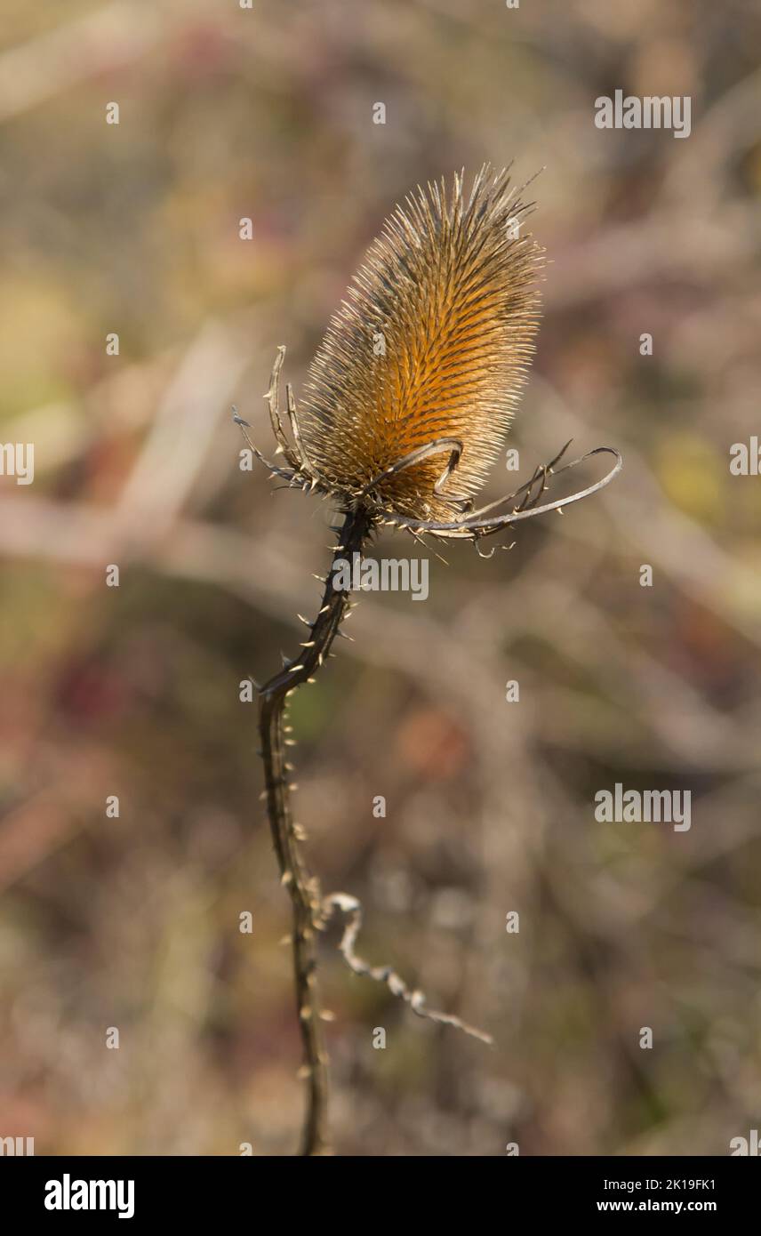 Il cardo secco in campo sfida l'autunno e il prossimo inverno, sfondo naturale Foto Stock
