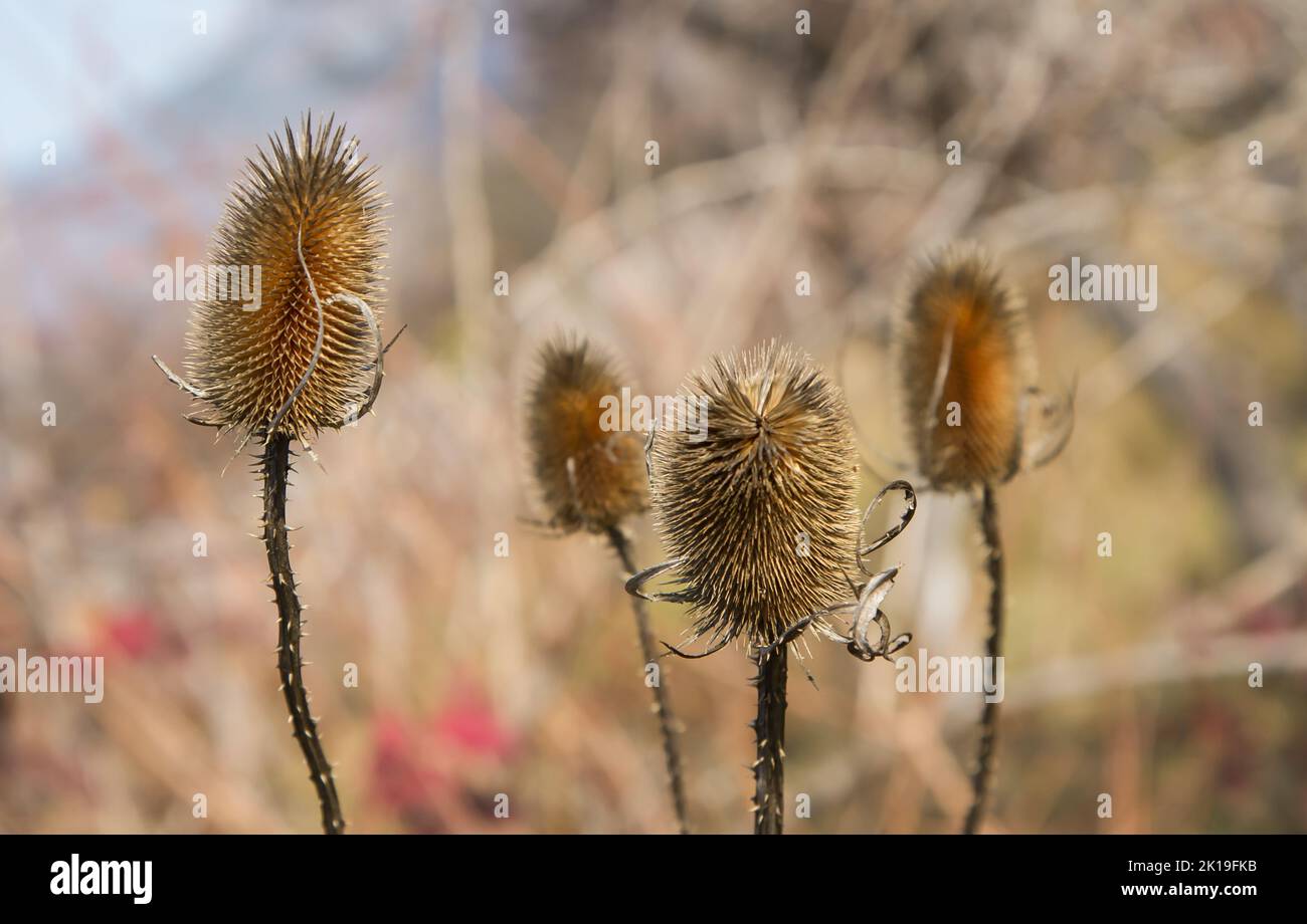Il cardo secco in campo sfida l'autunno e il prossimo inverno, sfondo naturale Foto Stock