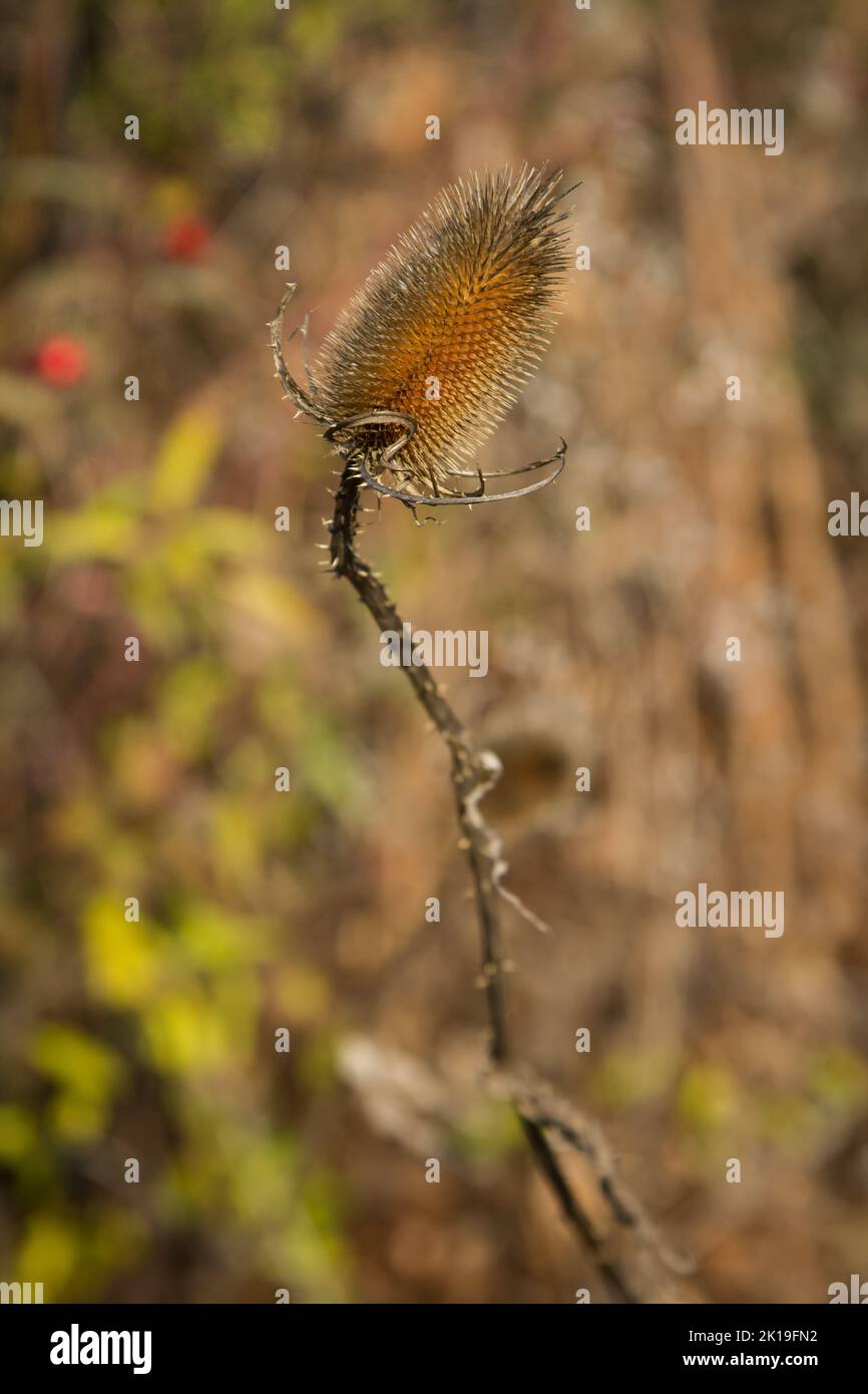 Il cardo secco in campo sfida l'autunno e il prossimo inverno, sfondo naturale Foto Stock
