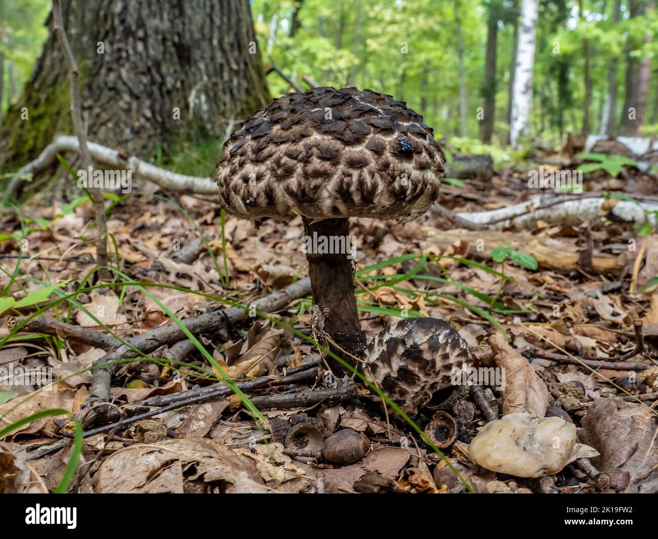 Vista dettagliata di un antico fungo dei boschi ( Strobilomyces Strobilaceus ), un fungo commestibile che si trova molto raramente in foreste decidue. Foto Stock