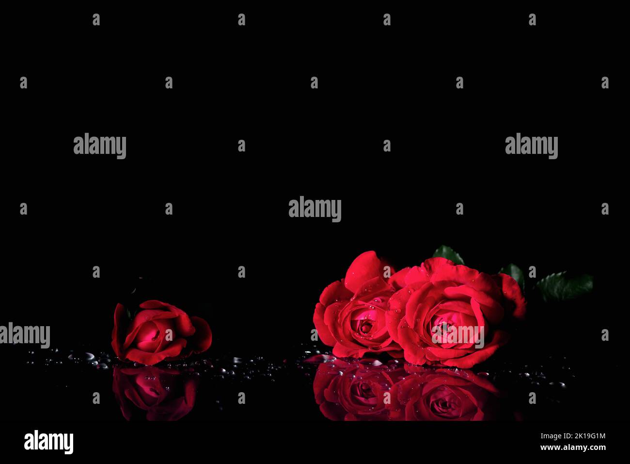 Rose rosse con gocce d'acqua su sfondo nero. Foto Stock