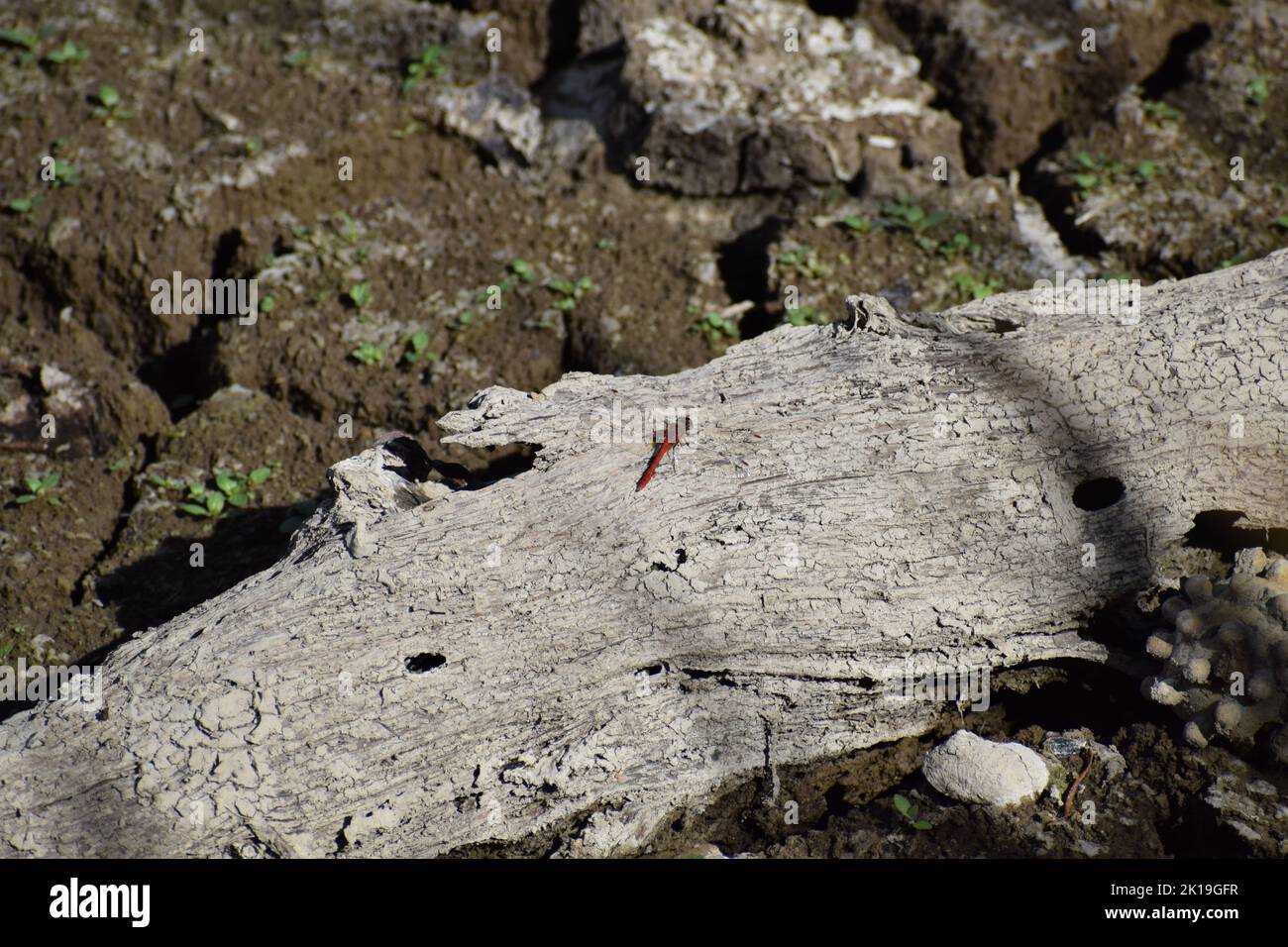 rosso scarlatto drago volare Foto Stock