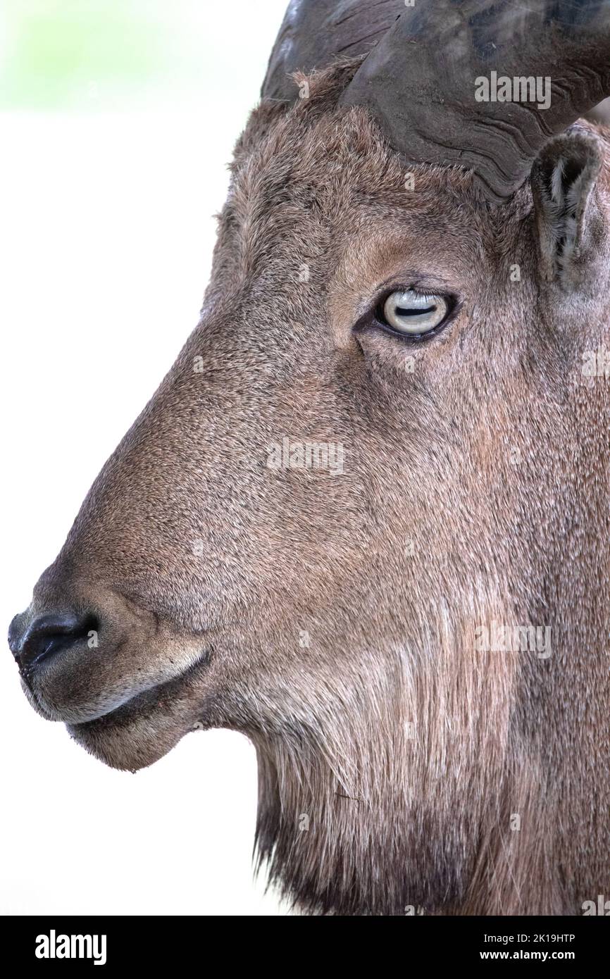 Testa e corna di capra selvatica su sfondo bianco. Ritratto di un animale selvatico. Foto Stock