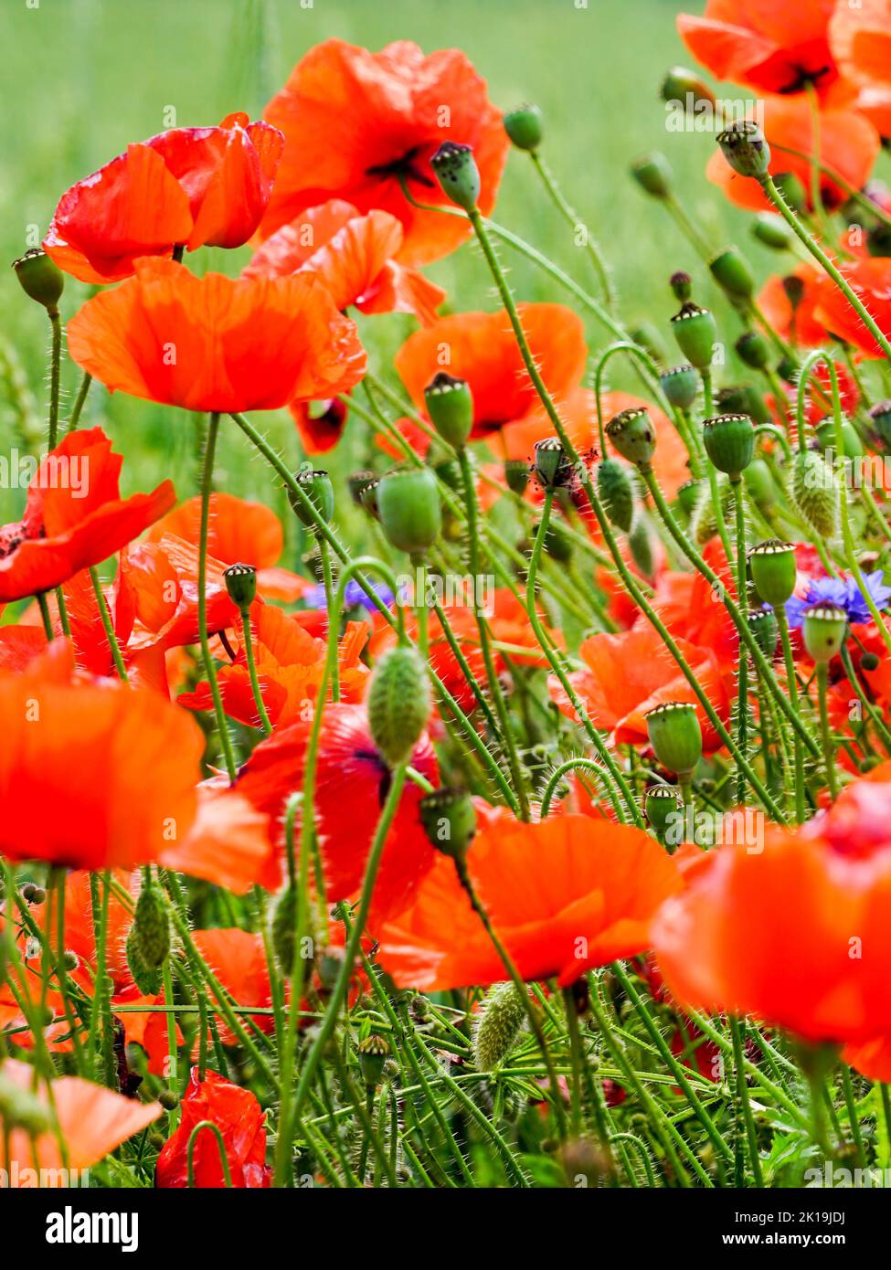 Primo piano di fiori di papavero rosso sullo sfondo sfocato di un campo di segale verde Foto Stock