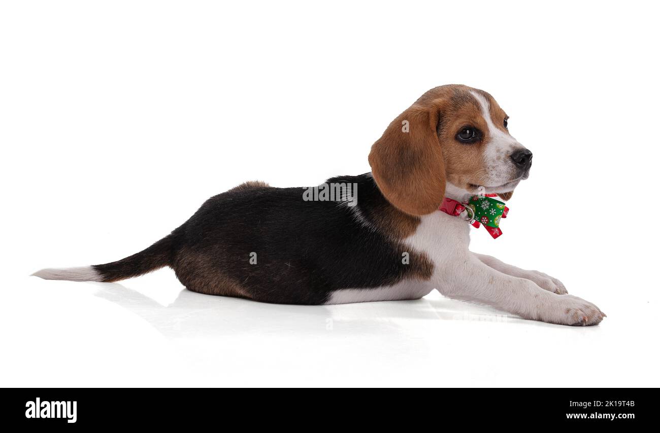 Beagle cucciolo con colletto rosso e verde a Natale su sfondo bianco Foto Stock
