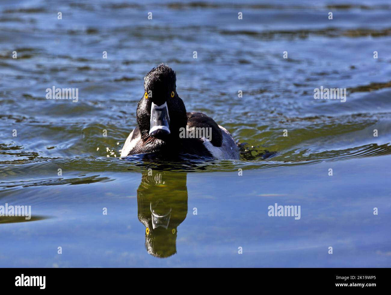 Nuotando dritto in avanti, venendo a voi, ritratto conflittuale di anatra a collo ad anello con riflessione in acqua al Parco Agua Caliente di Tucson, Arizo Foto Stock