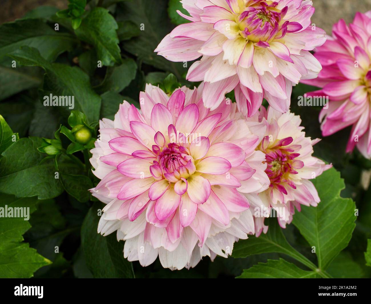 I fiori di Dahlia nel cortile posteriore Foto Stock
