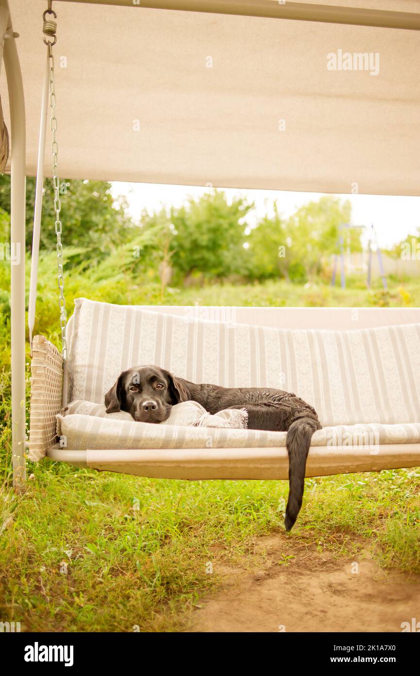 Labrador retriever su un altalena. Un cane nero riposa nel giardino. Foto Stock