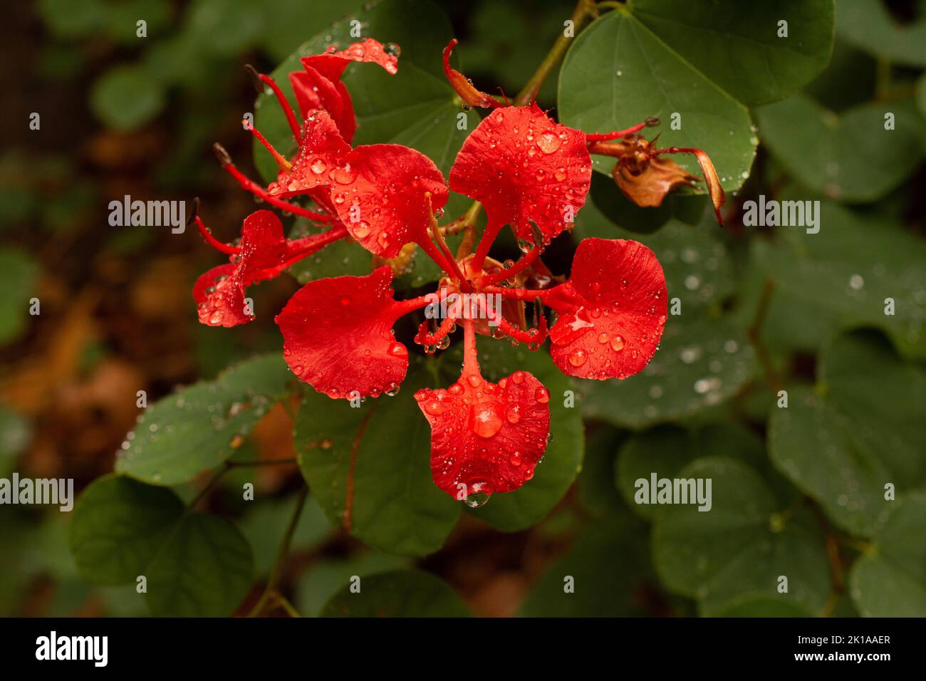 pioggia sul fiore rosso dell'albero dell'orchidea Foto Stock