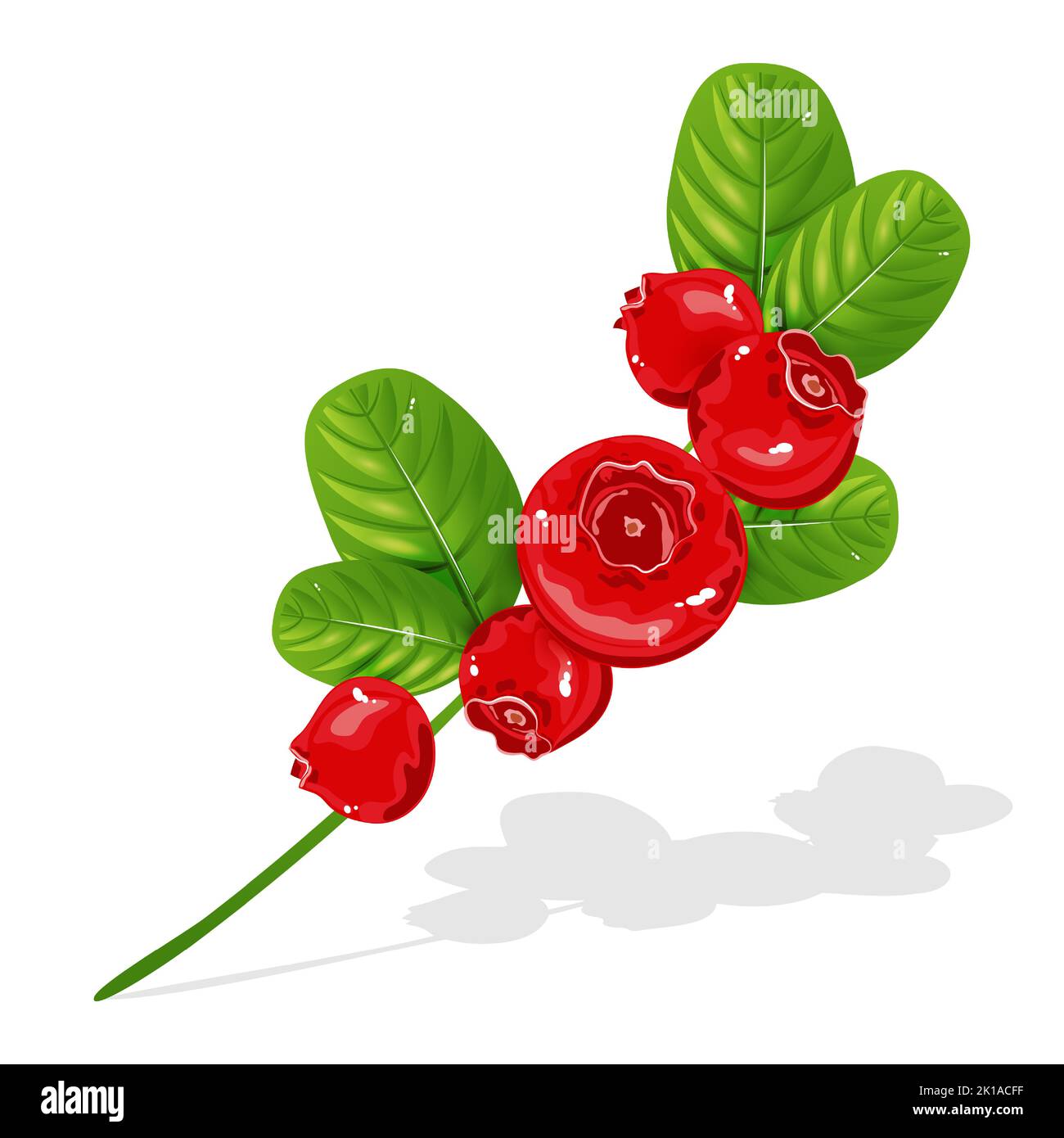 Ramo di vacchetta isolato su sfondo bianco. Belle bacche rosse con foglie. Una pianta boschiva con foglie sempreverde di colore leathery.Vector Illustration. Illustrazione Vettoriale