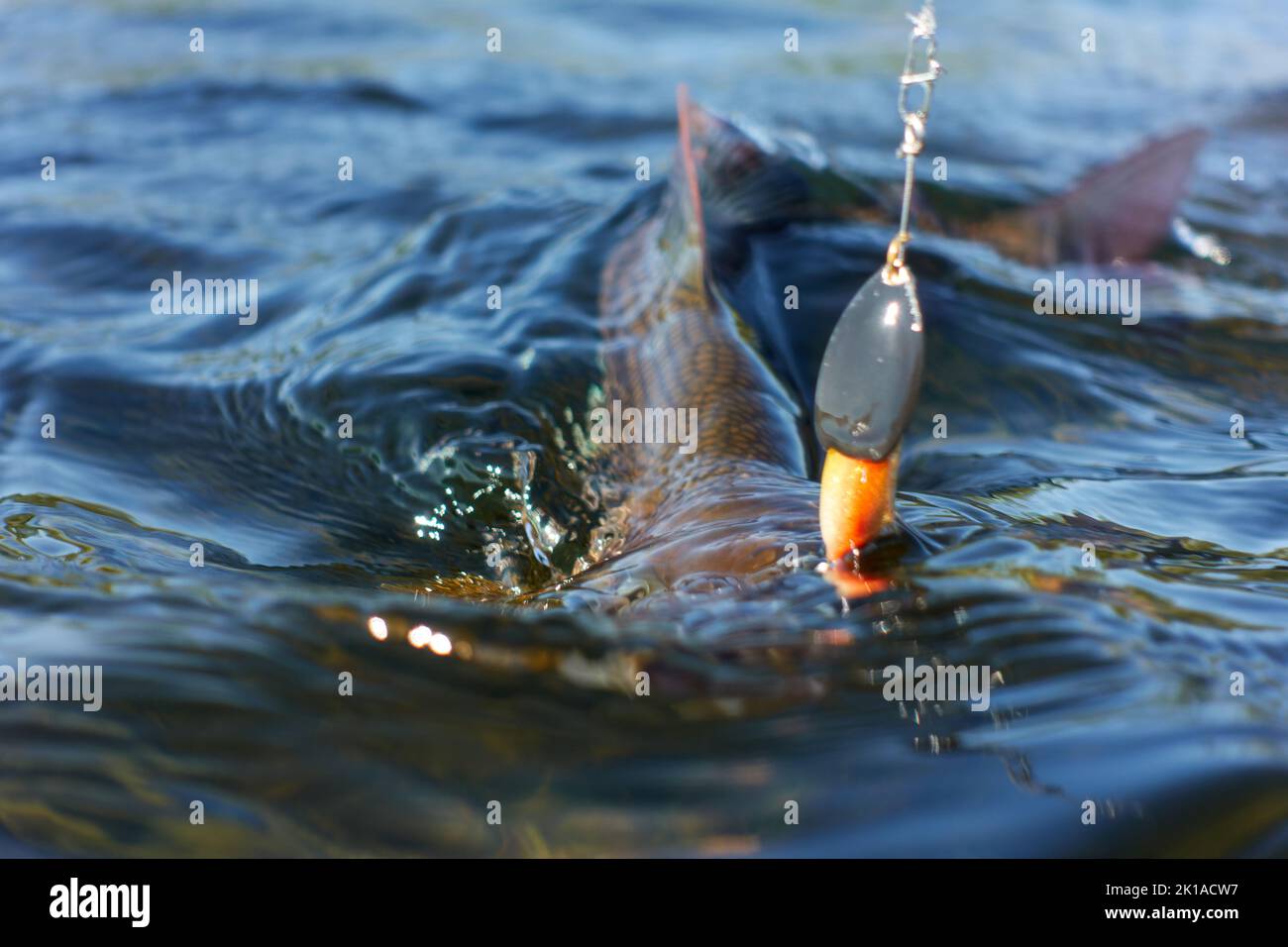 Grayling catturato e agganciato dal fiume Artico con l'esca spinner da pescatore in Lapponia in Svezia a Kiruna nell'agosto 2021. Foto Stock