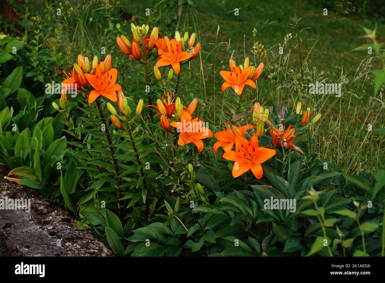 arancione lilien im garten Foto Stock