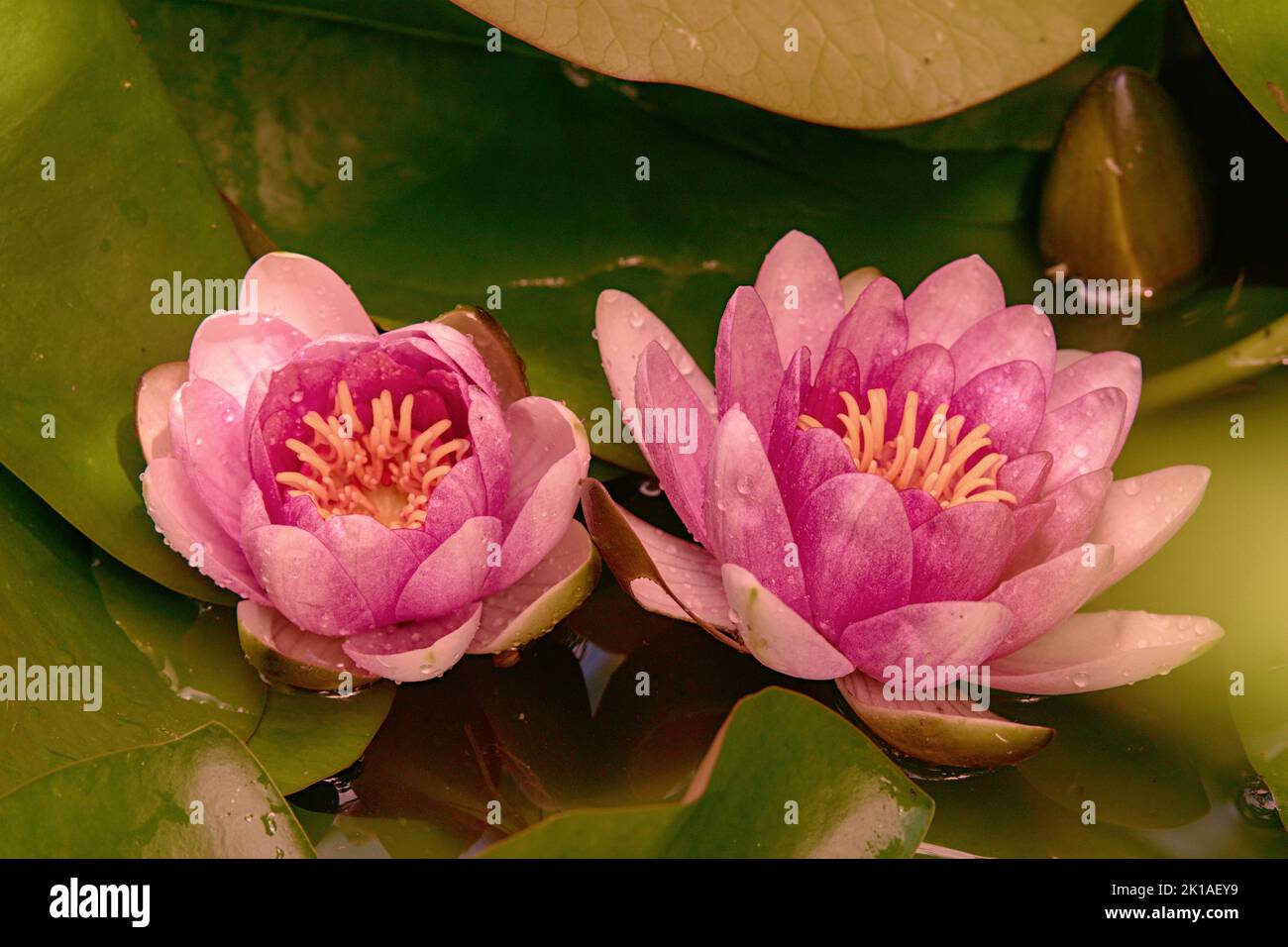 Schwimmende rosa Seerosen im Gartenteich Foto Stock