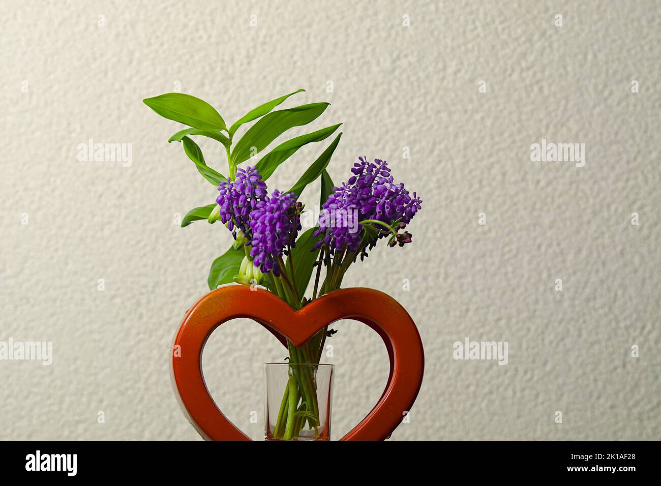 Die Hyazinthe (Hyacinthus) gehört zur Pflanzenfamiliie der Spargelgewächse und zählt zu den Frühblühern. Die krautige Pflanze bildet traubige Blütenstä Foto Stock