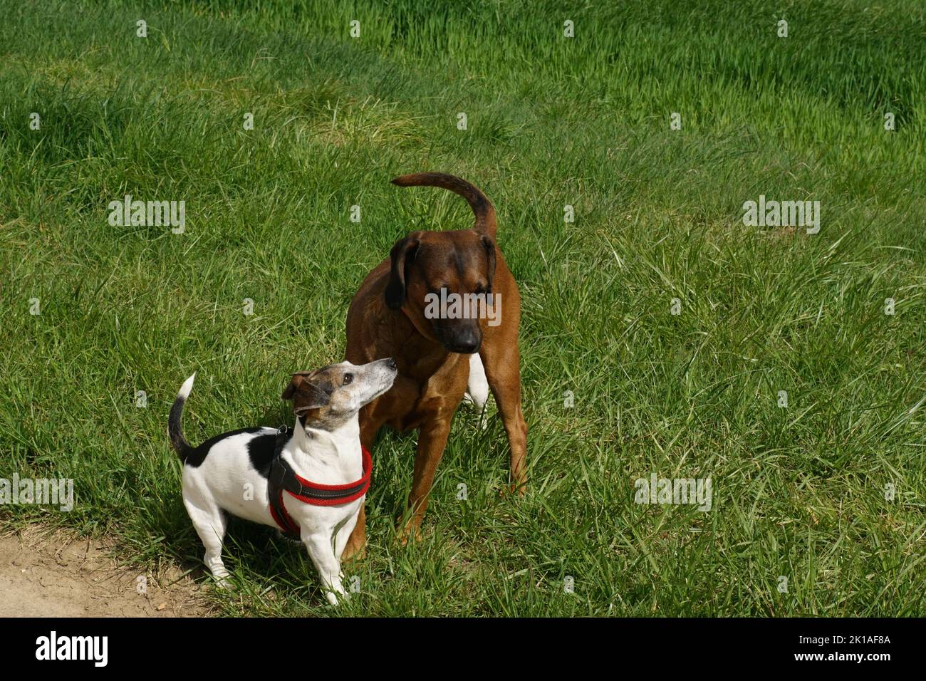 Jack Russel Terrier u Bayrischer Gebirgsschweißhund 1 Foto Stock