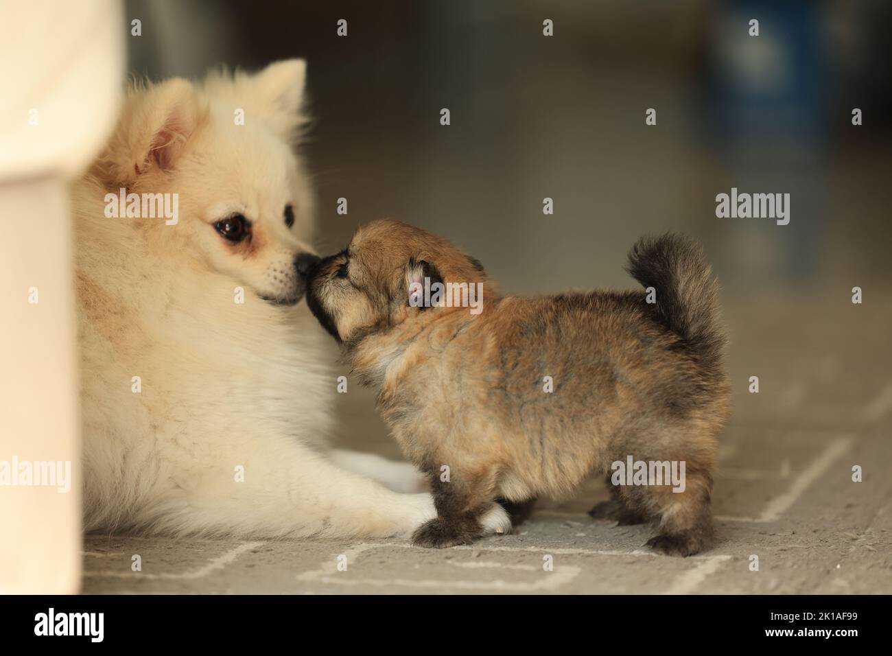 cucciolo di shpiz pomeranian con il suo cane madre naso a naso Foto Stock