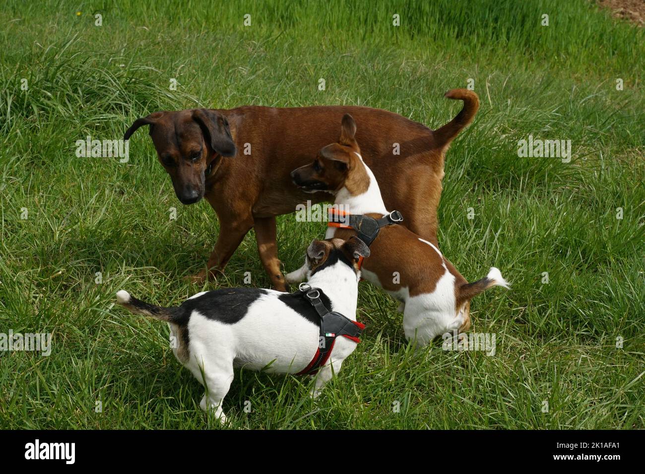 Hundetreffen - verspielt - vergnügt - sich vertragen Foto Stock