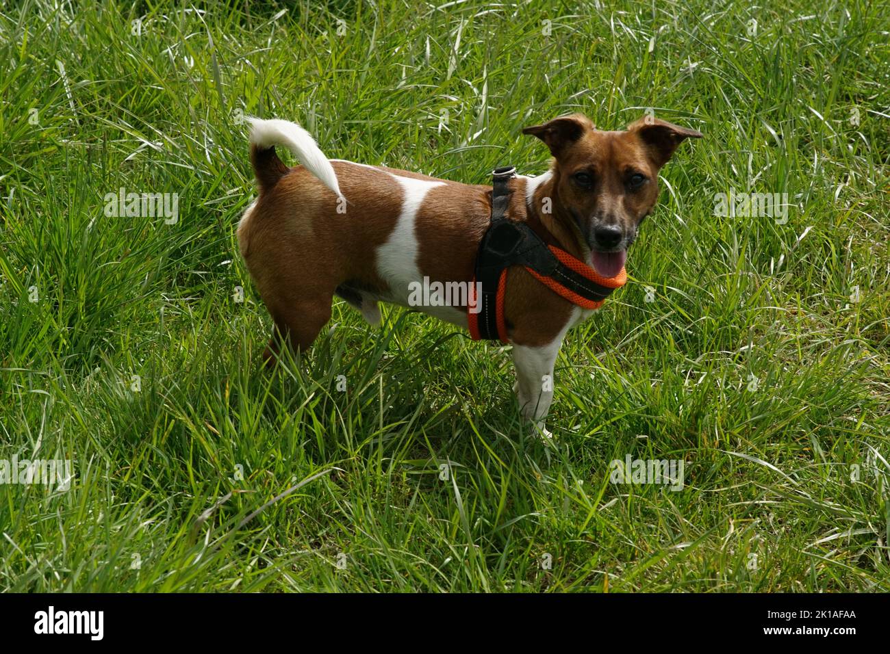 Jack Russel Terrier Foto Stock