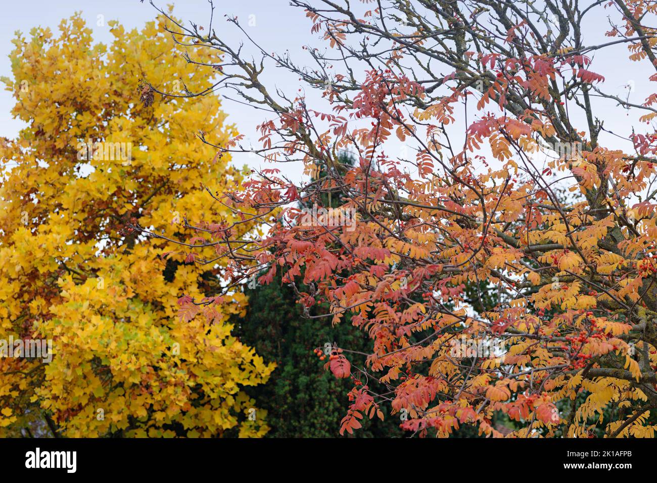 Einsetzende Herbstverfärbung Foto Stock