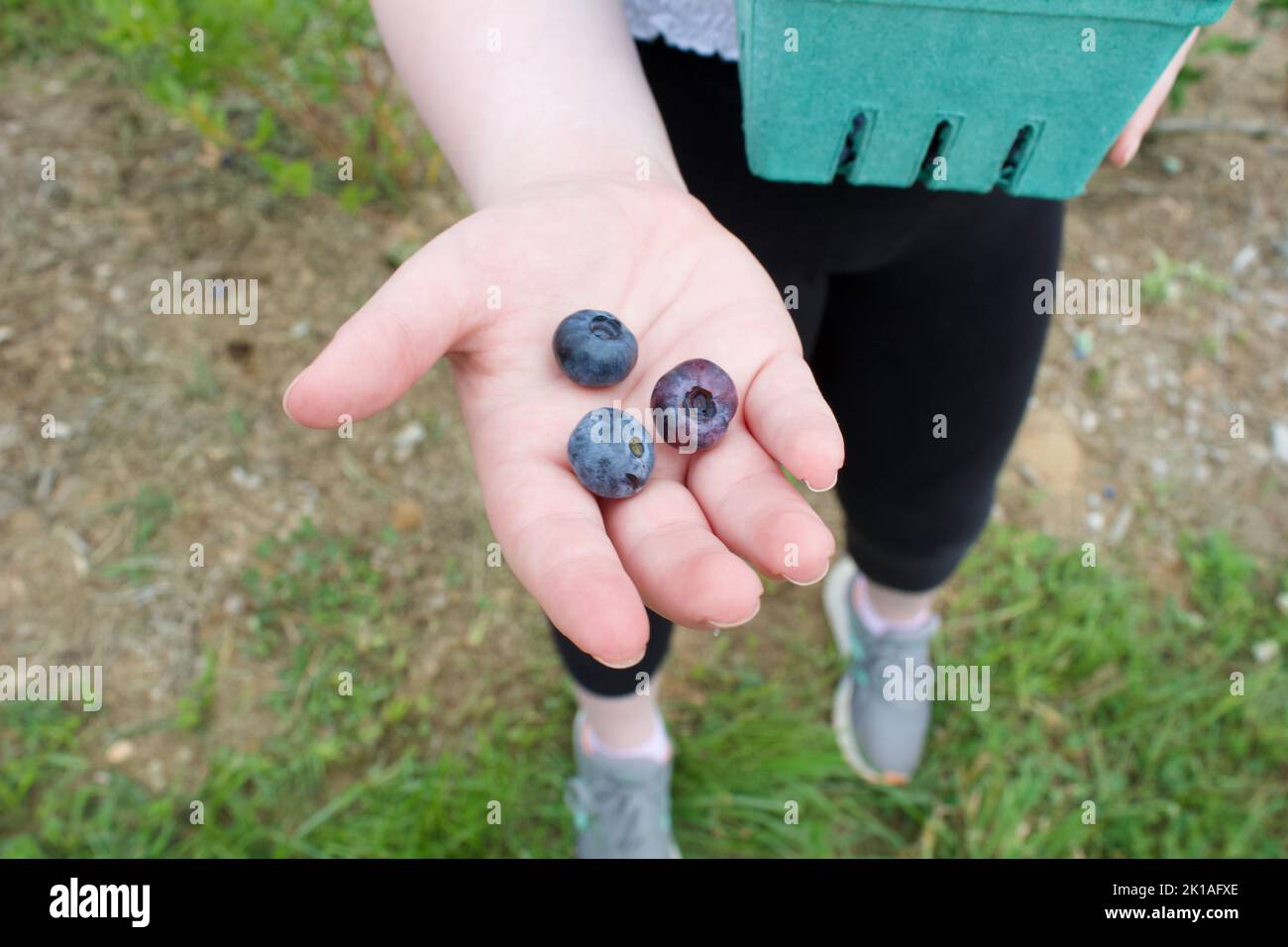Ragazza in possesso di mirtilli raccolti a mano Foto Stock
