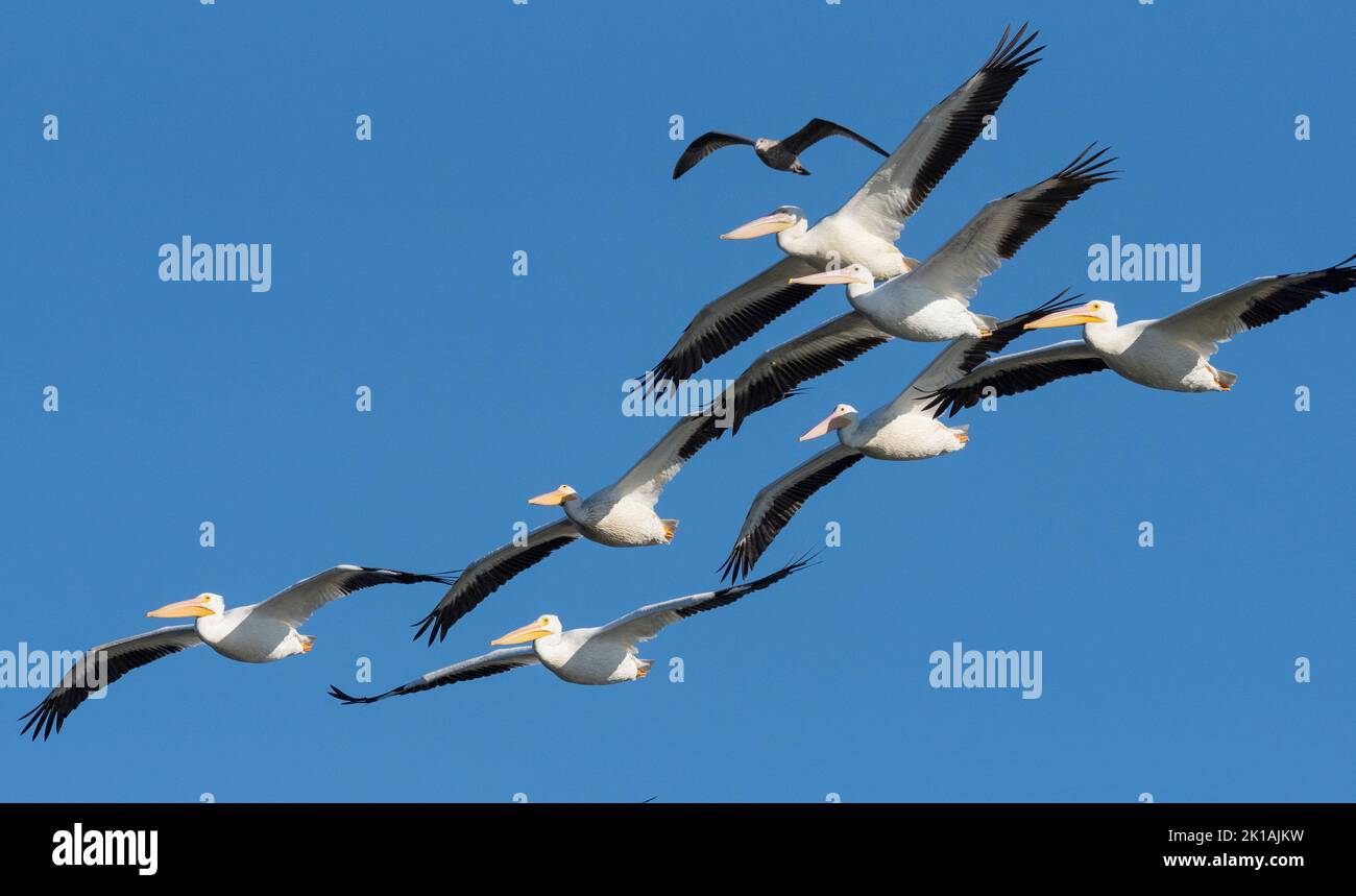 Pelican bianco (Pelecanus erythrorhynchos) si affollano in volo Foto Stock