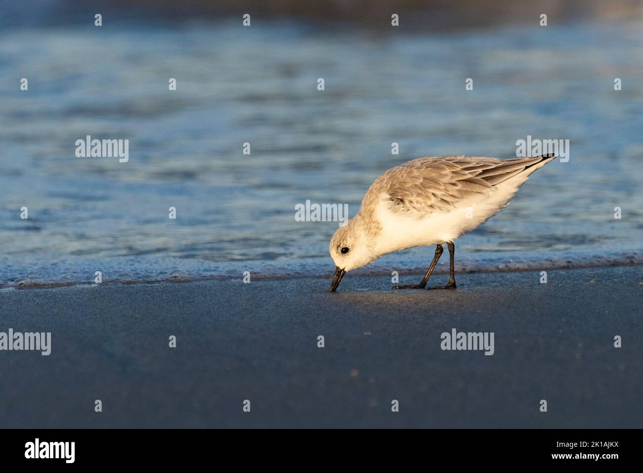 Sandpiper semipalmato (Calidris pusilla) che si affaccia su una spiaggia Foto Stock