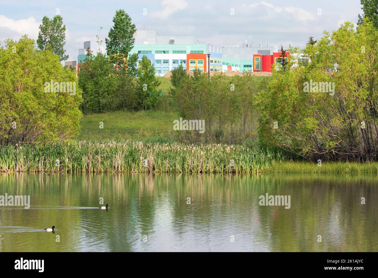 Il laghetto della città, costruito per catturare le acque piovane, migliorare la qualità dell'acqua e prevenire le alluvioni, fornisce anche spazi verdi urbani con habitat naturale paludoso Foto Stock