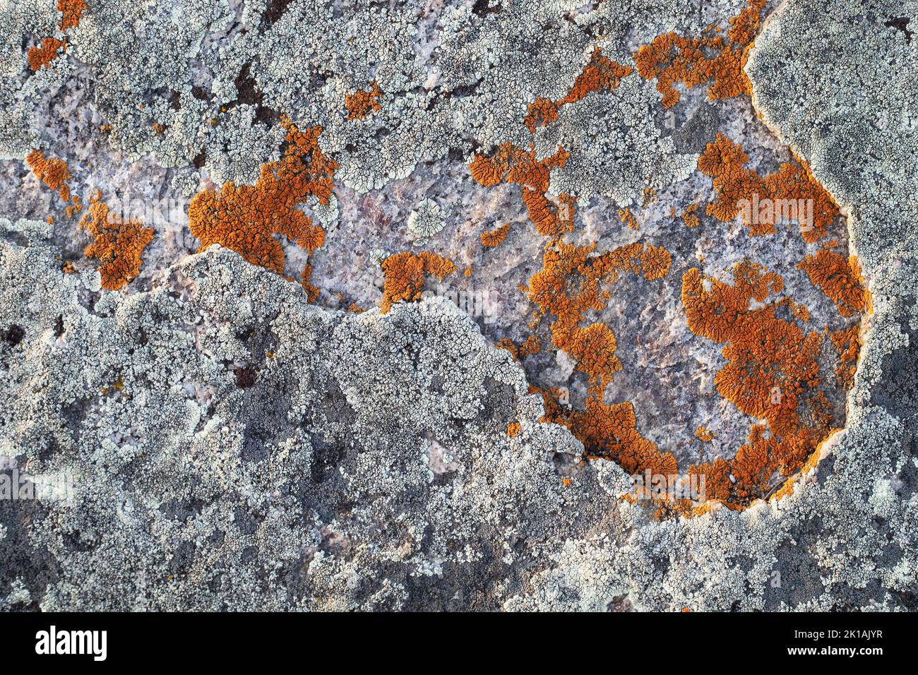 Licheni che crescono su una roccia di quarzite, primo piano Foto Stock
