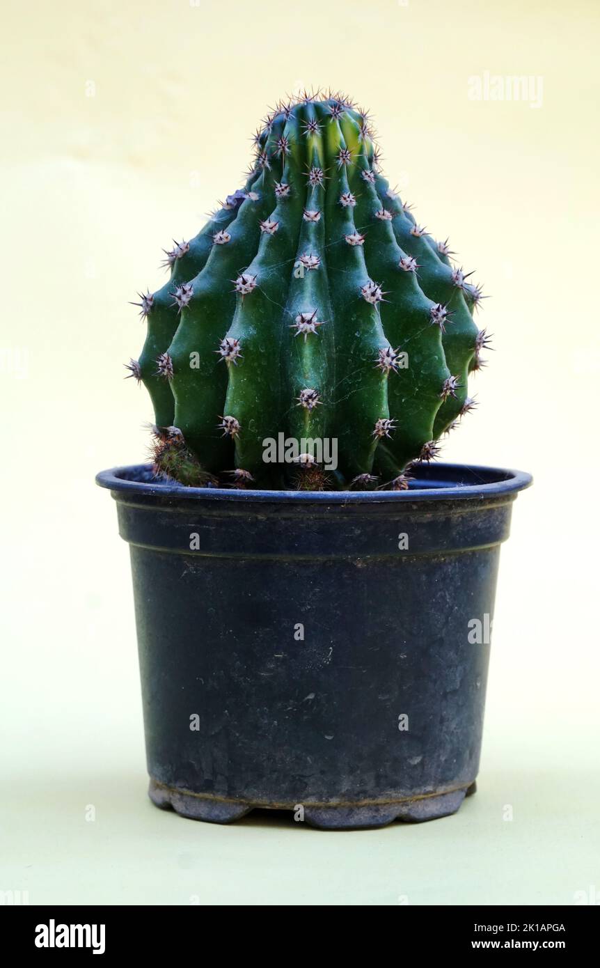 Cactus succulents pianta in una pentola di plastica nera Foto Stock