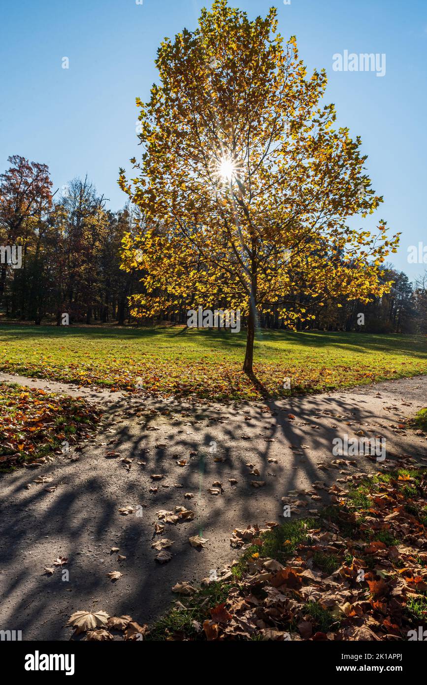 Autunno pucci parrk con prato, sentiero, acero isolato e altri alberi sullo sfondo - Parco Bozeny Nemcove a Karvina città in Repubblica Ceca Foto Stock