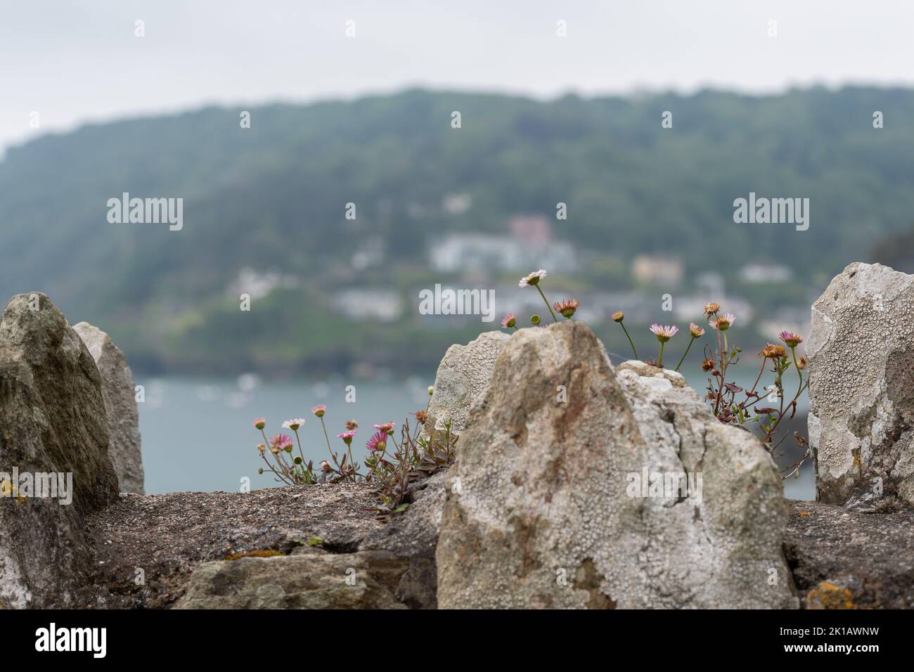 Vista dei fiori (margherite) che crescono su un muro di pietra con case fuori fuoco intorno a South Sands a Salcombe, South Hams, Devon visto in lontananza. Foto Stock