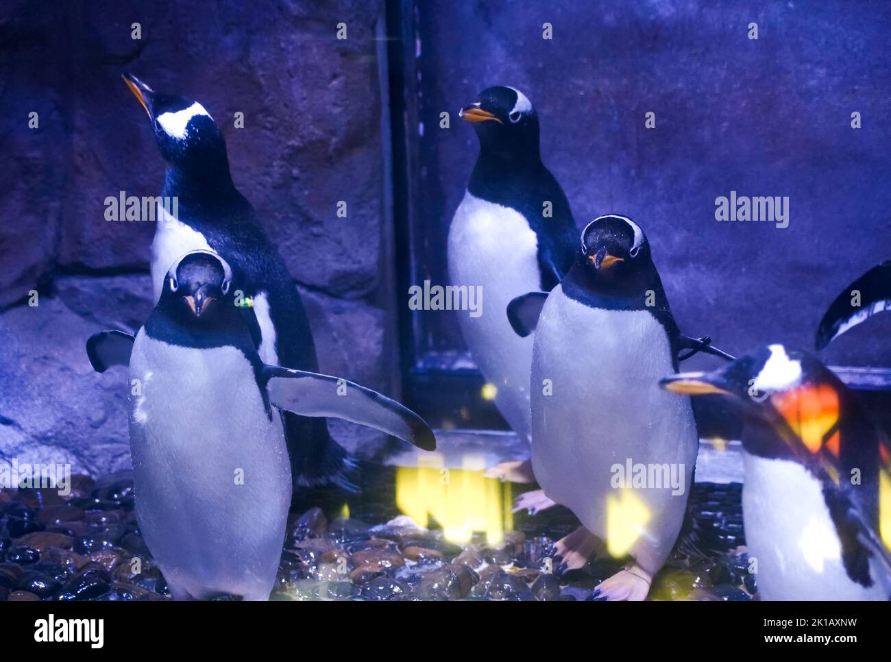 Immagine del pinguino Gentoo . Foto Stock