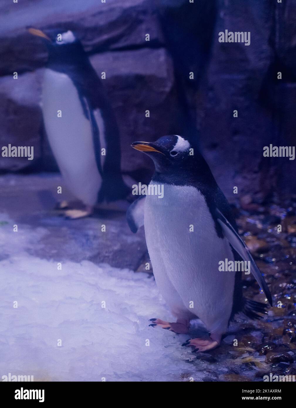 Immagine del pinguino Gentoo . Foto Stock