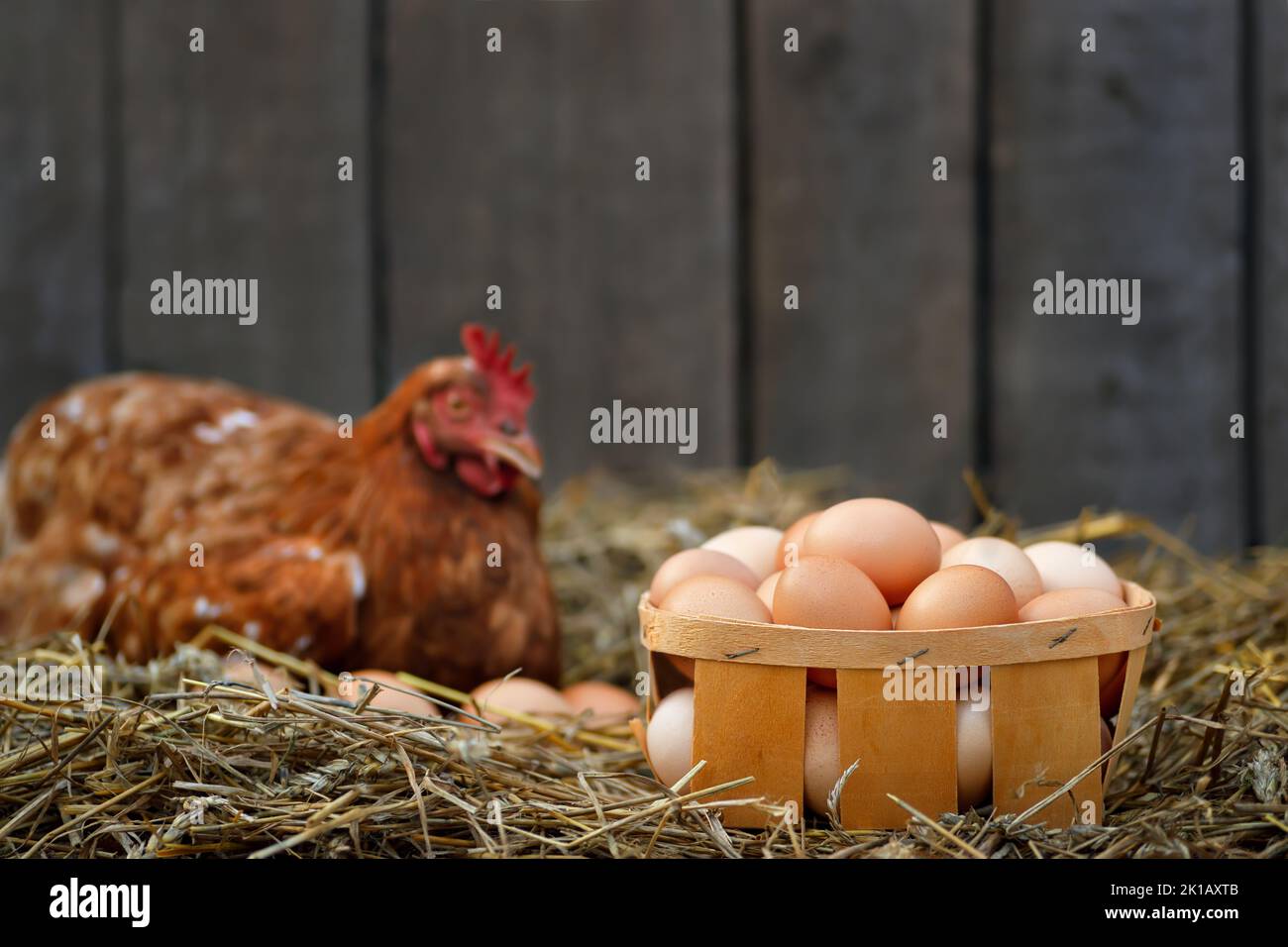 cesto di uova con gallina in paglia secca sullo sfondo Foto Stock