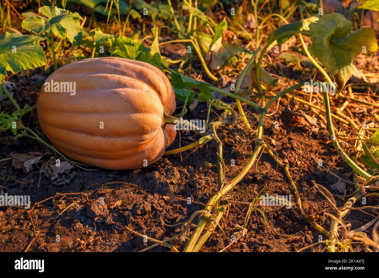 zucca al campo pronto per la raccolta Foto Stock