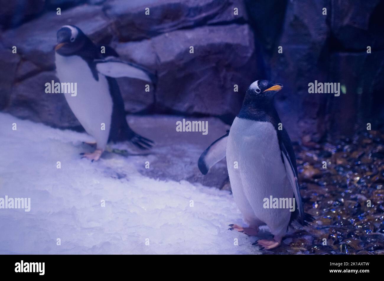 Immagine del pinguino Gentoo . Foto Stock