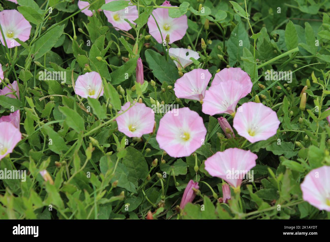 Field Bindweed è un bel fiore selvatico. L'albero è un superriduttore erbaceo. I fiori sono minuscoli e sembrano un tubo di grammofono. Il fiore è rosa. Foto Stock