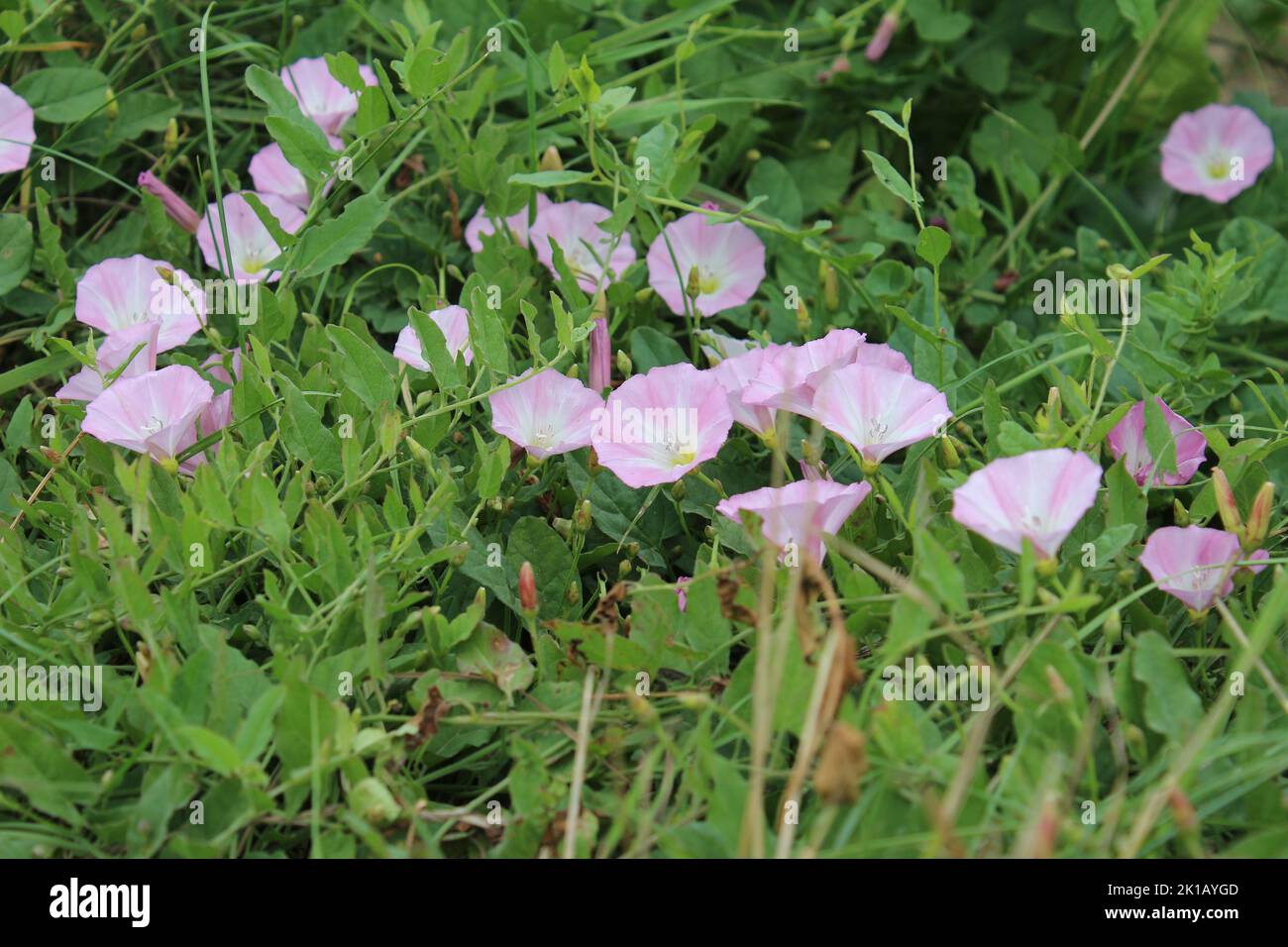 Field Bindweed è un bel fiore selvatico. L'albero è un superriduttore erbaceo. I fiori sono minuscoli e sembrano un tubo di grammofono. Il fiore è rosa. Foto Stock