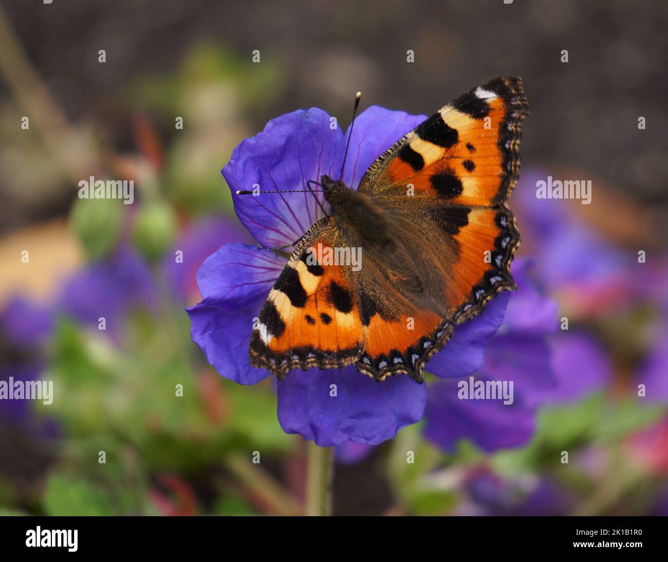Aglais urticae Foto Stock
