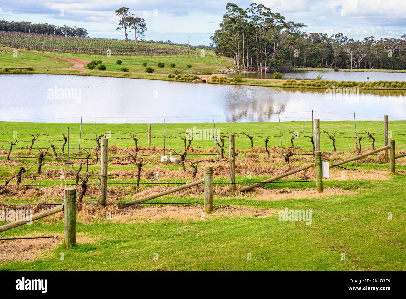 Vitigni invernale a Aravina cantina immobiliare nella regione di Margaret River in Western Australia, Yallingup, Australia Foto Stock