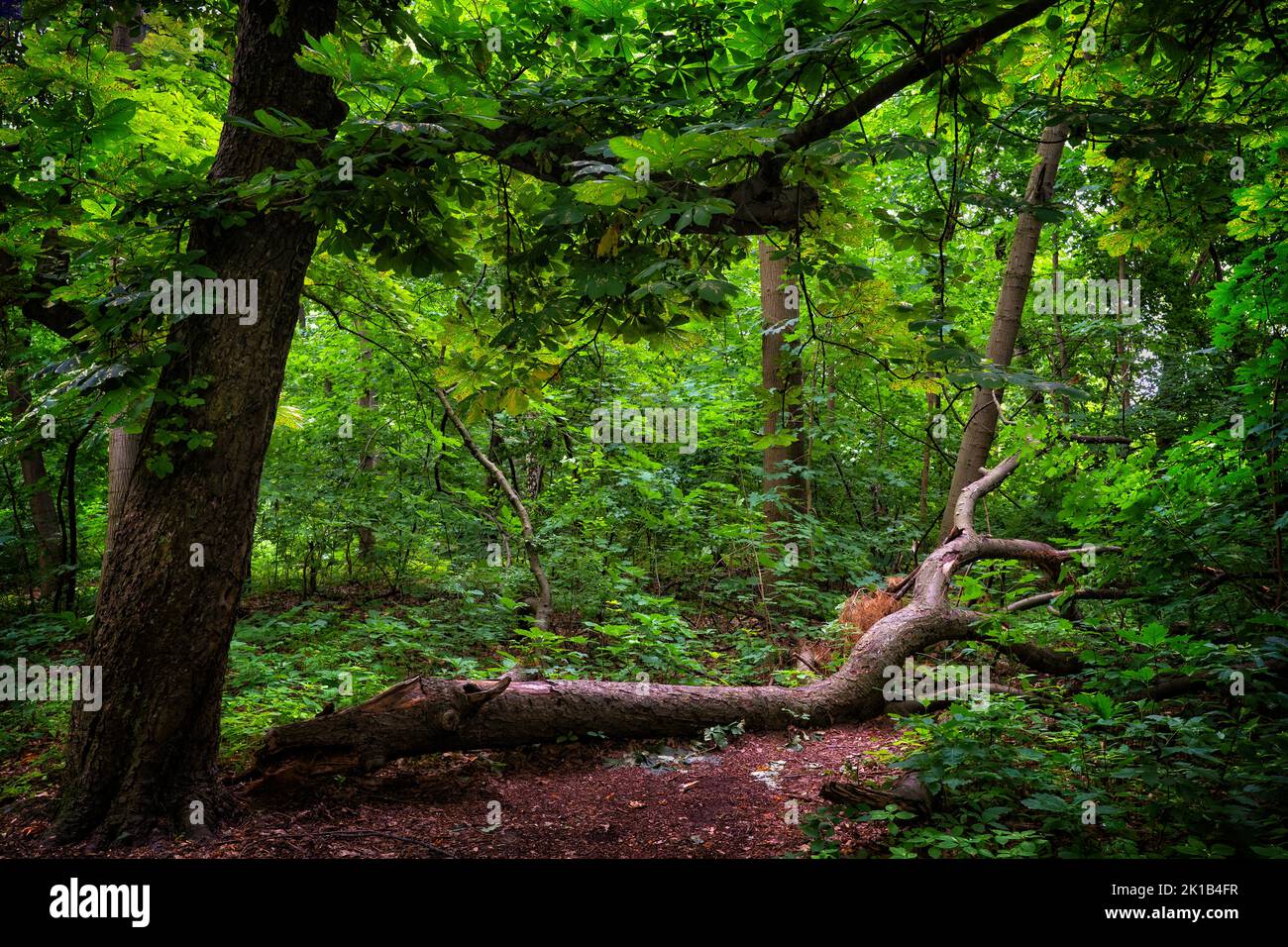 Foresta decidua bellissimo scenario, doppio tronco albero con uno caduto a terra e verde vibrante fogliame. Foresta temperata nella regione di Masovia Foto Stock