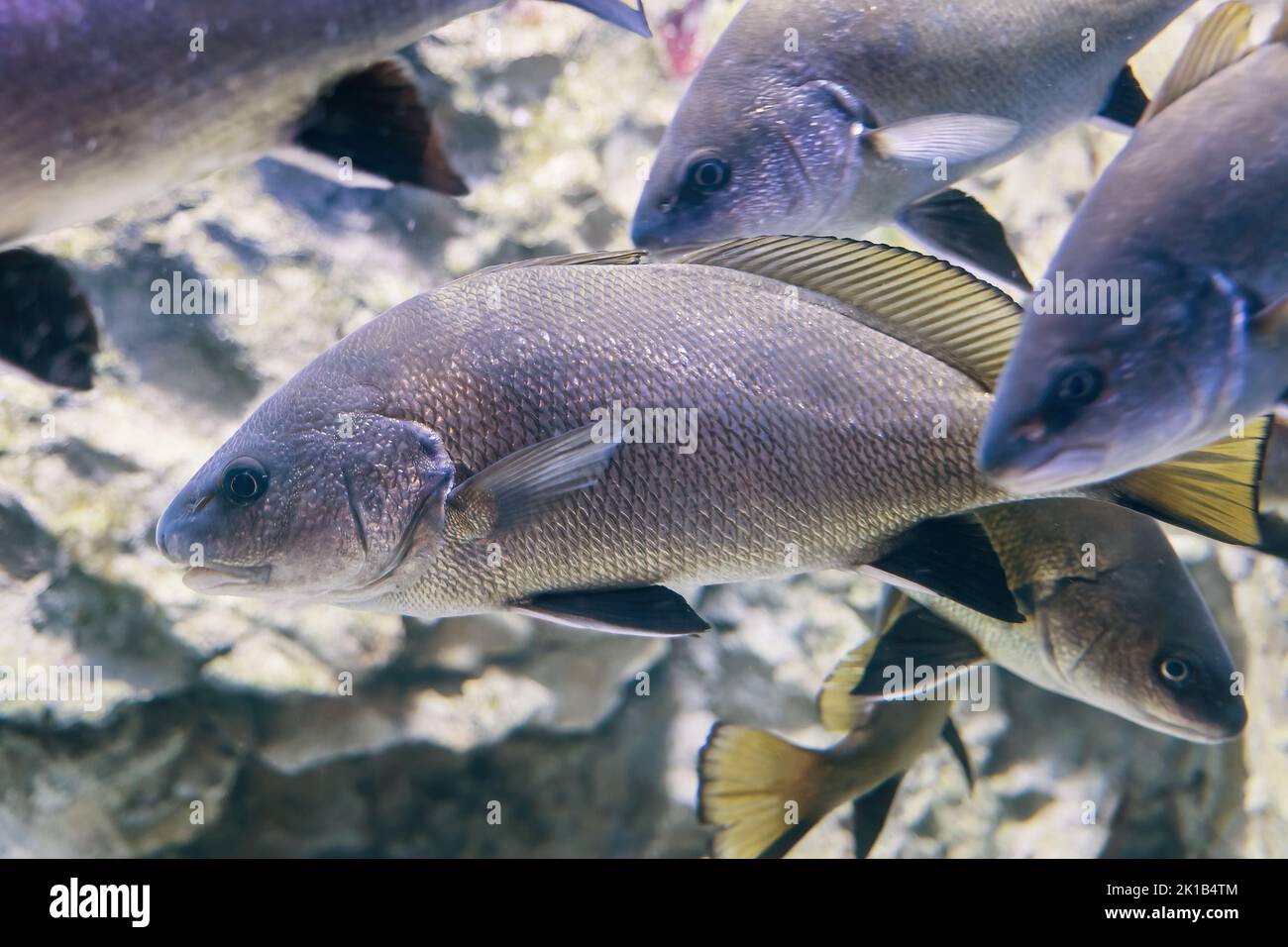 Pesce sciaena umbra bruno magro della famiglia Sciaenidae, regione: Atlantico orientale, Mar Mediterraneo e Mar Nero. Foto Stock