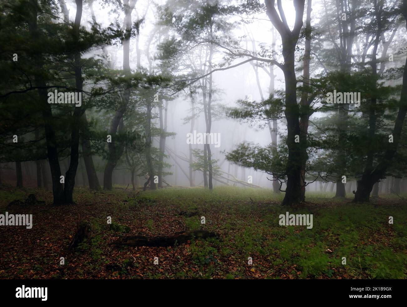 Misty autunno foresta dopo la pioggia Foto Stock
