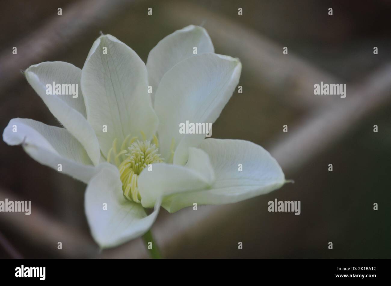 Crema Clematis Guernsey. Grandi petali di crema fioriti. Arrampicata pianta estate fioritura. Primo piano macro shot di grande crema fiore testa. Foto Stock