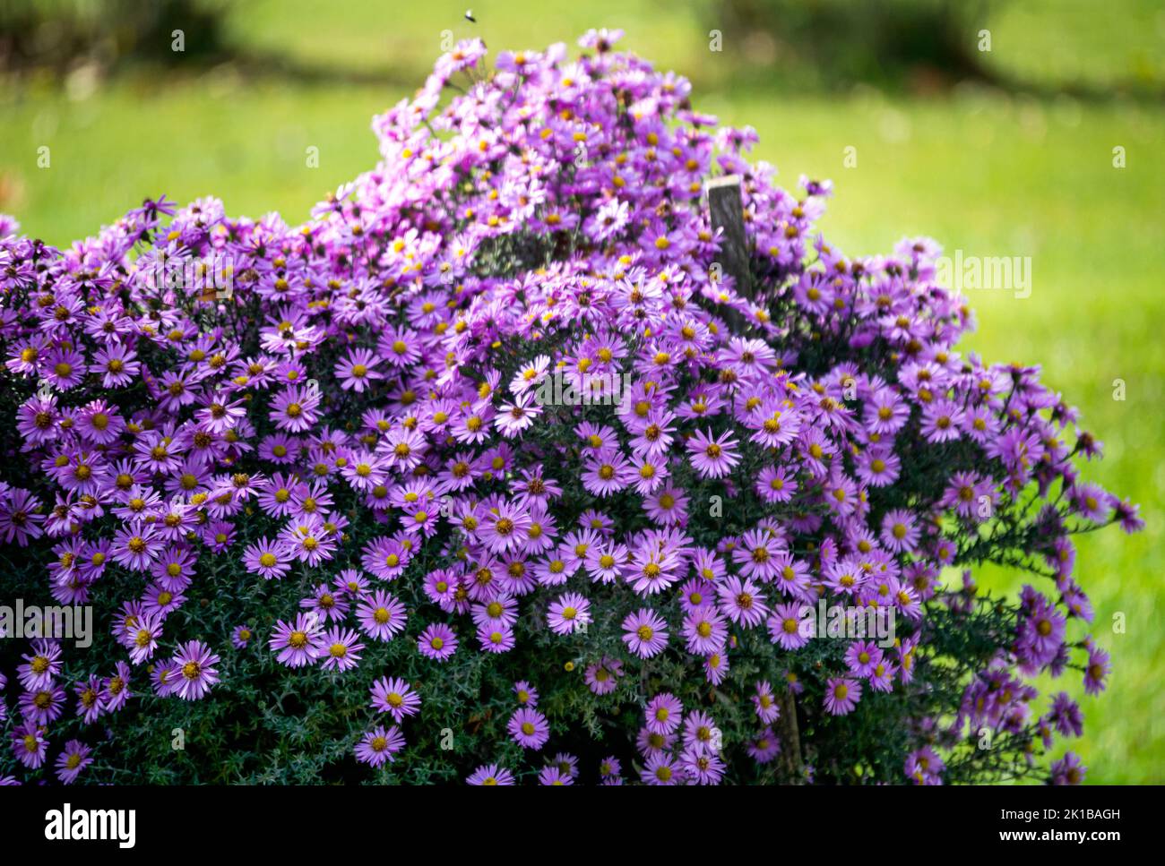 Tre rose rosa brillante, dritte, su steli con foglie verdi. Foto Stock