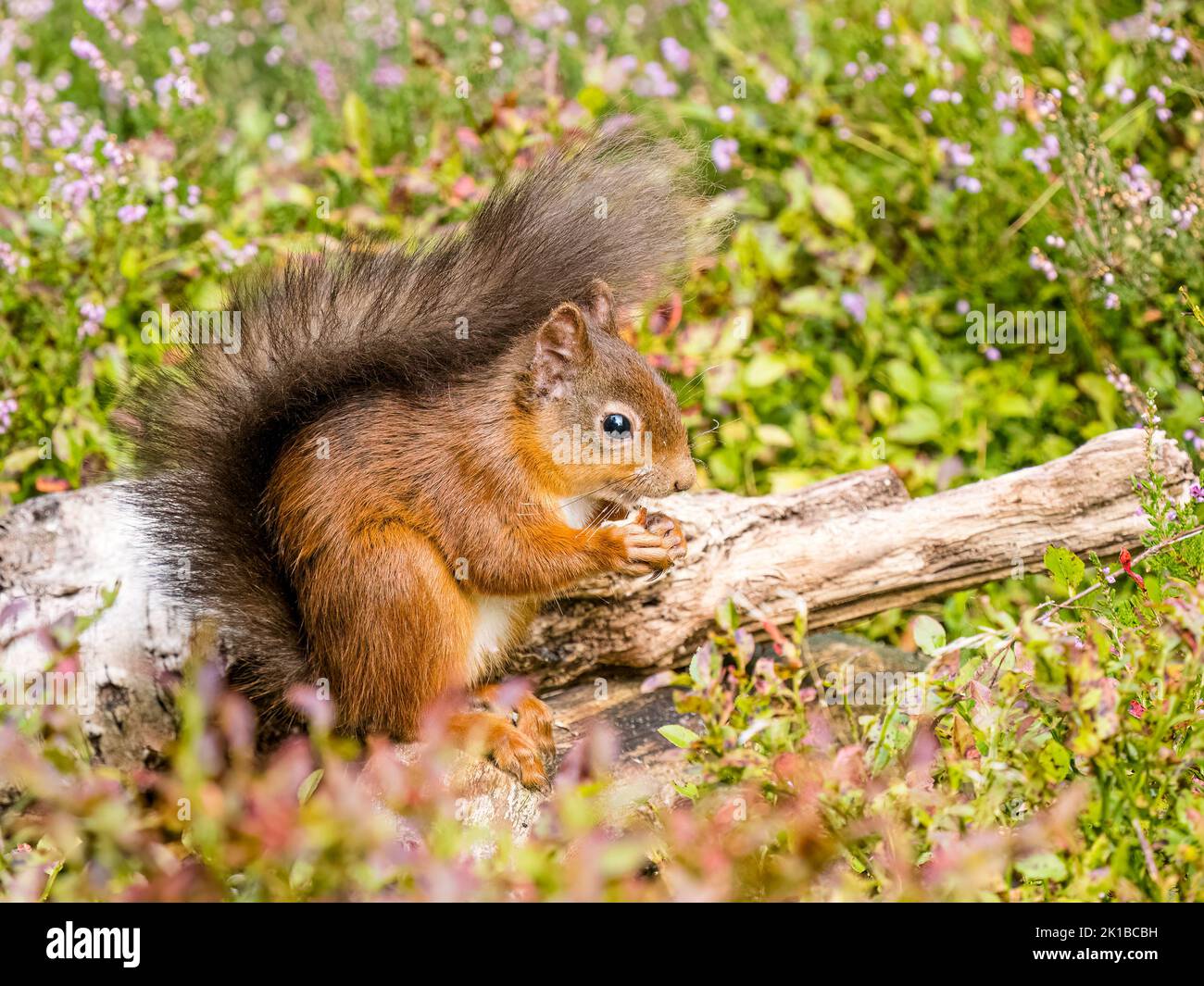 Lo scoiattolo rosso nativo nei boschi scozzesi Foto Stock