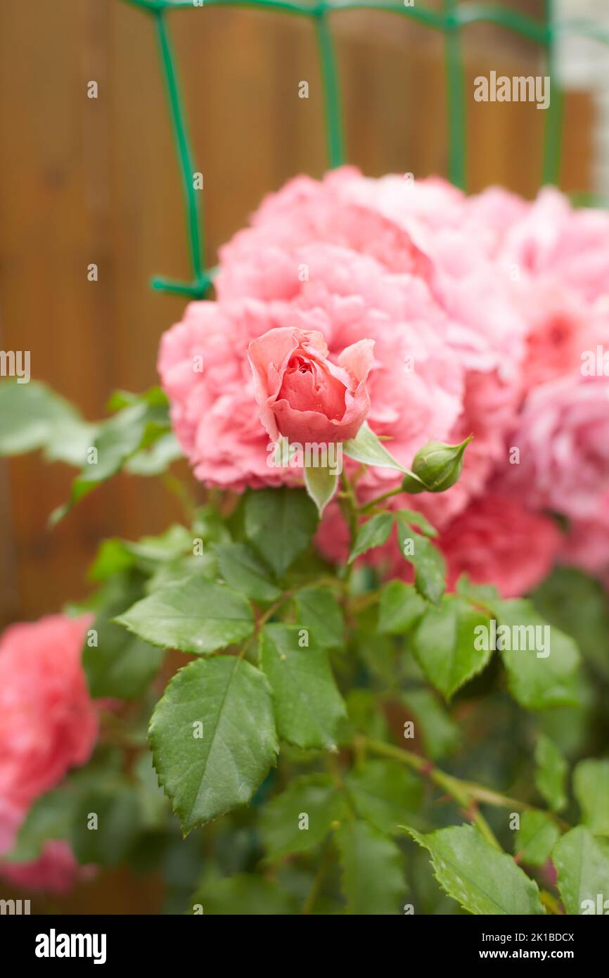 Primo piano di rose rosa rampicanti con foglie verdi su sfondo sfocato. Grappoli sull'arco Foto Stock