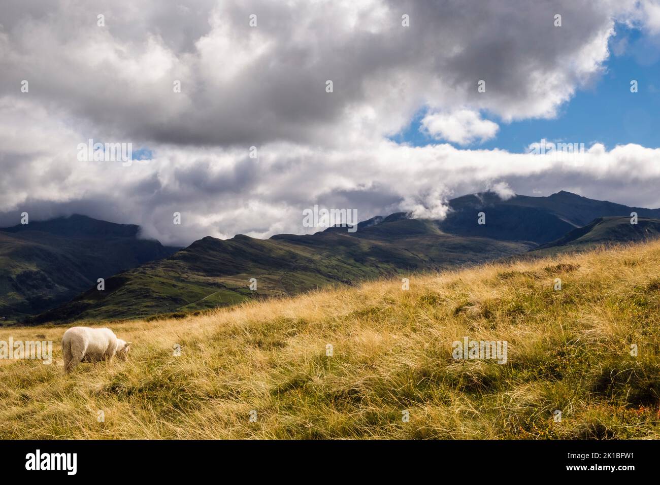 Una pecora che pascola sulle pendici inferiori di Moel Eilio con la catena montuosa di Snowdon in ombra oltre nel Parco Nazionale di Snowdonia Llanberis Gwynedd Galles del nord Regno Unito Foto Stock